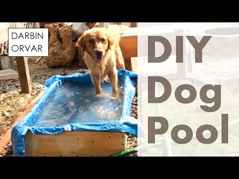 Can You Build a Pool for your Dog?