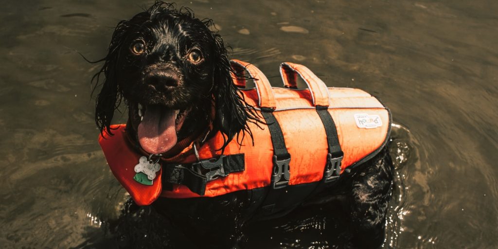 swim vest dog